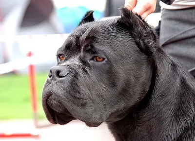 Związek Kynologiczny w Polsce Oddział Bydgoszcz